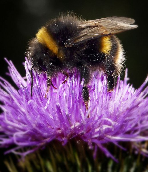 How to bee-friendly this summer
